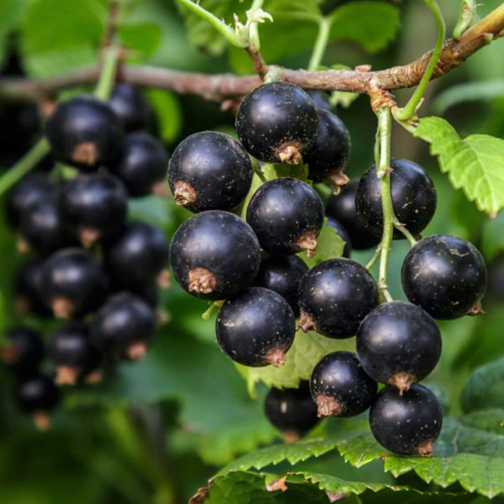 Amazon.co.jp: カシスの苗木 品種：ブラックカーラント(黒房スグリ